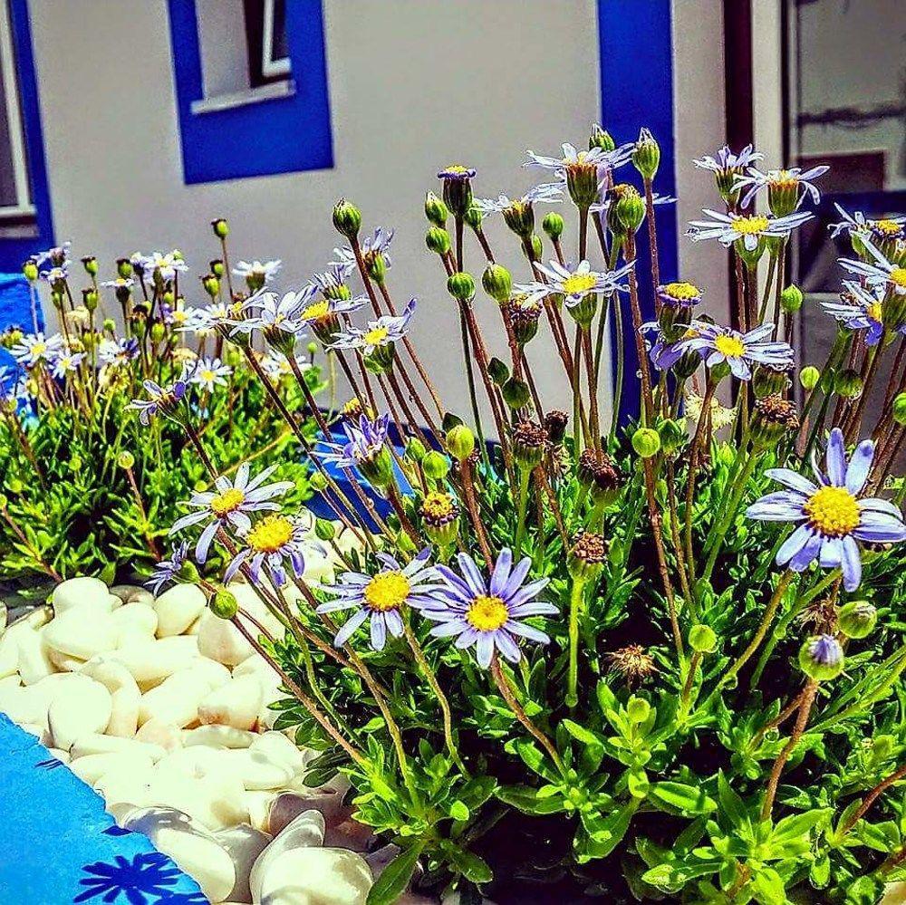 Pure Flor De Esteva วีลา ดู บิสโป ภายนอก รูปภาพ